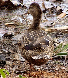 Anas platyrhynchos