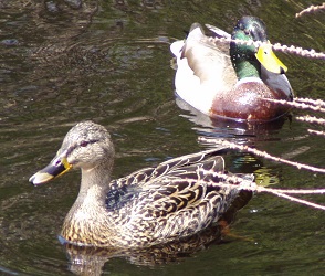 Anas platyrhynchos