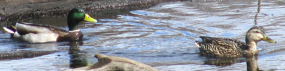 Anas platyrhynchos