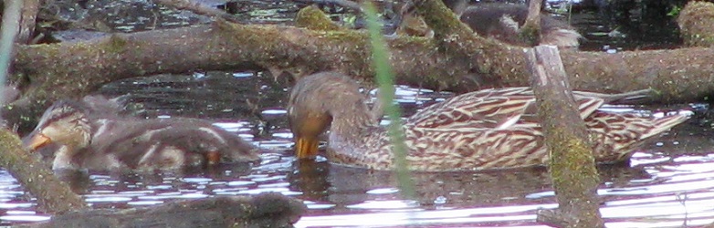 Anas platyrhynchos