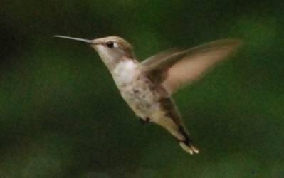 Archilochus colubris