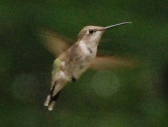Archilochus colubris