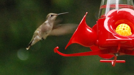 Archilochus colubris