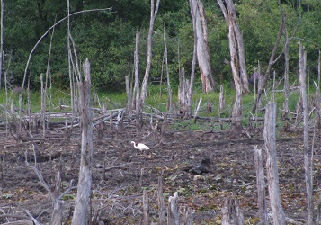 Ardea alba