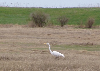 Ardea alba