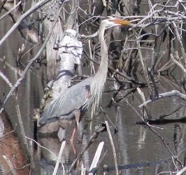 Ardea herodias