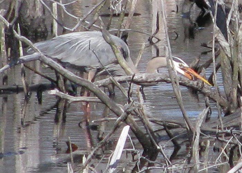 Ardea herodias
