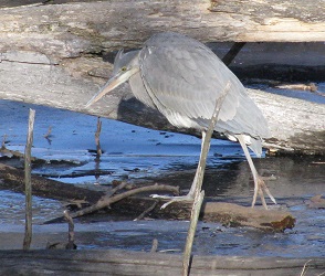 Ardea herodias