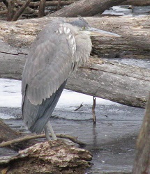 Ardea herodias