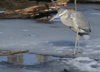 Ardea herodias