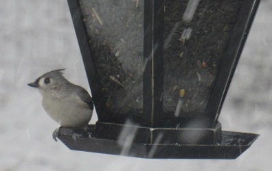 Baeolophus bicolor