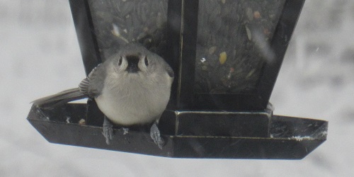 Baeolophus bicolor