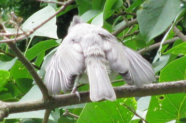 Baeolophus bicolor