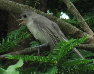 Baeolophus bicolor
