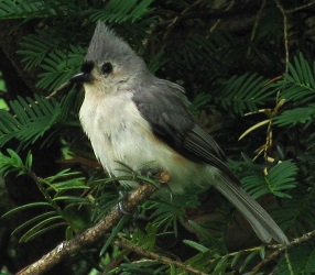 Baeolophus bicolor