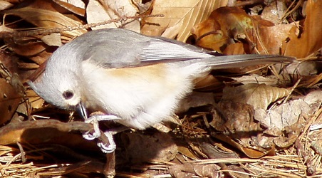 Baeolophus bicolor