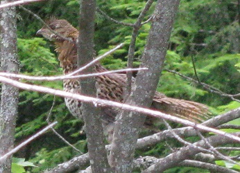 Bonasa umbellus