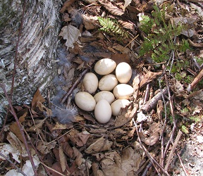 Bonasa umbellus
