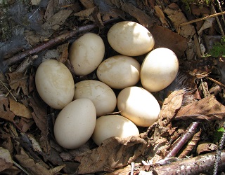 Bonasa umbellus