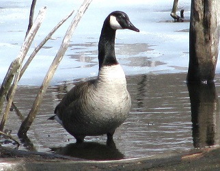 Branta canadensis