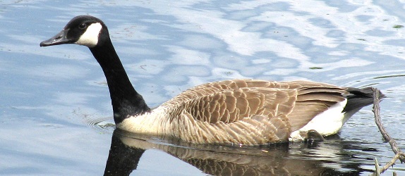 Branta canadensis