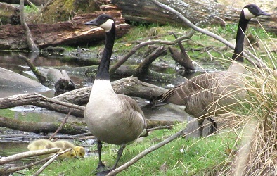 Branta canadensis