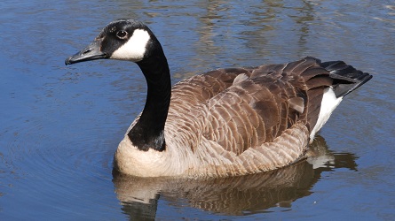 Branta canadensis