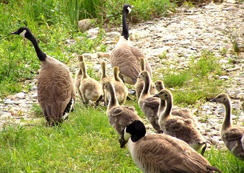 Branta canadensis