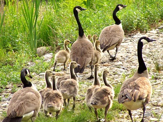 Branta canadensis