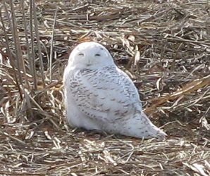 Bubo scandiacus