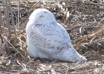Bubo scandiacus