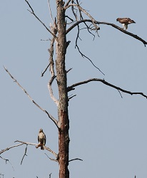 Buteo jamaicensis