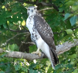 Buteo jamaicensis