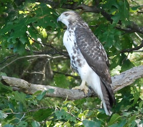 Buteo jamaicensis