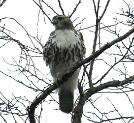 Buteo jamaicensis