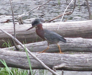 Butorides virescens
