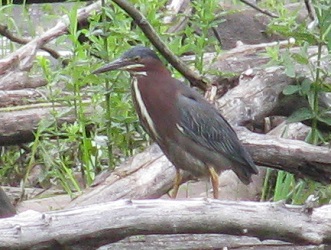 Butorides virescens