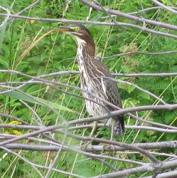 Butorides virescens