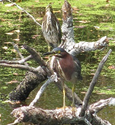 Butorides virescens