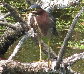 Butorides virescens