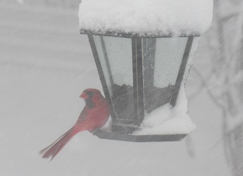 Cardinalis cardinalis
