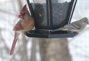 Cardinalis cardinalis