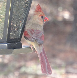 Cardinalis cardinalis