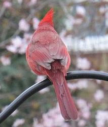 Cardinalis cardinalis