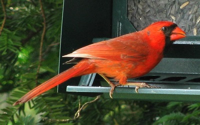 Cardinalis cardinalis