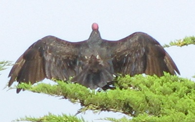 Cathartes aura