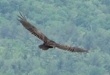Cathartes aura