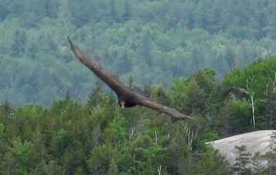 Cathartes aura