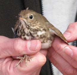 Catharus guttatus