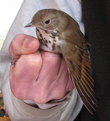 Catharus guttatus